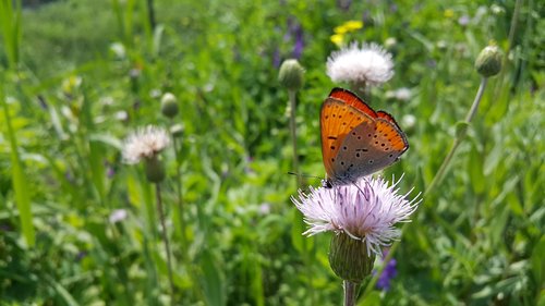 wildflower  flowers  butterfly