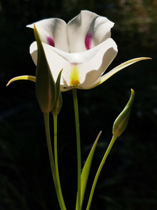 wildflower  blossom  floral