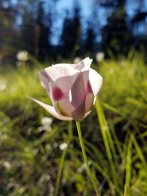 wildflower  meadow  nature