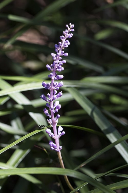 wildflower  flowers  nature