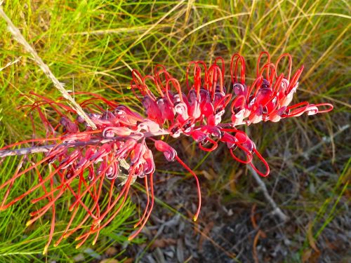 wildflower blossom plant