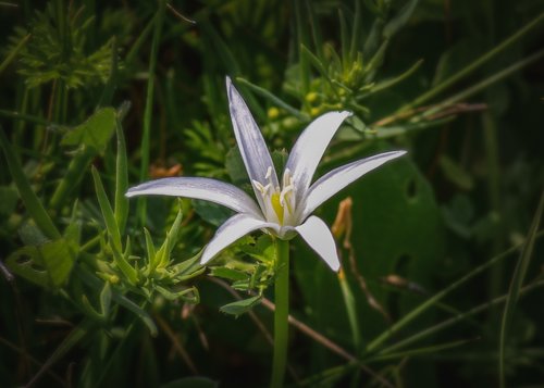 wildflower  white  flower