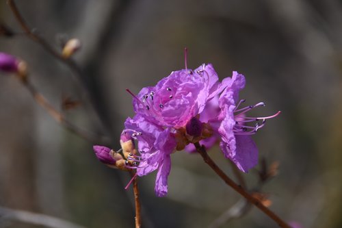 wildflower  azalea  the nature of the