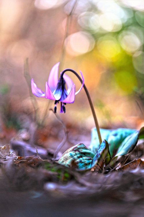 wildflower  spring  nature