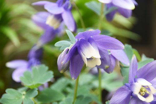 wildflower  violet  flowers