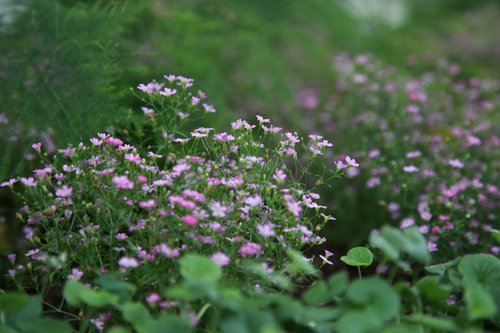 wildflower  flowers  plants