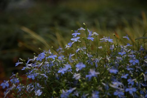 wildflower  flowers  plants