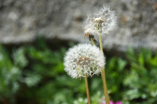 wildflower  into the evening  dandelion spores