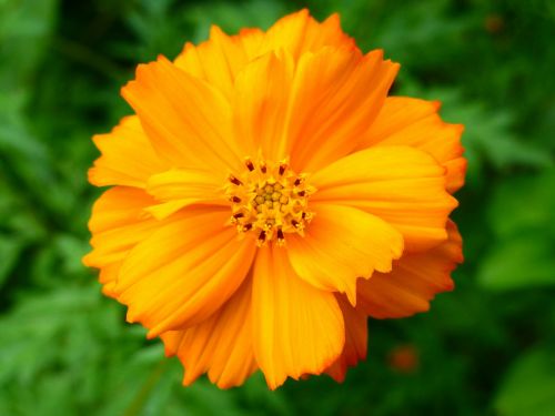 wildflower flower orange