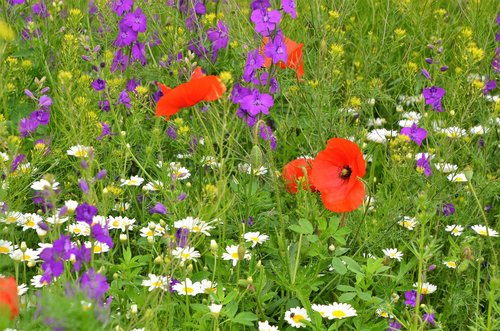 wildflower  meadow  nature