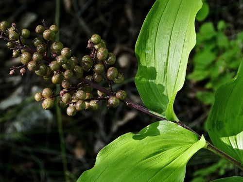 wildflower forest wild plant