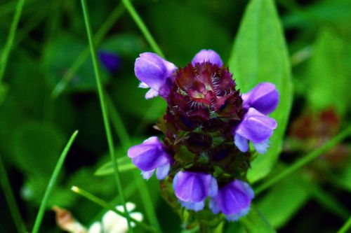 wildflower flower purple