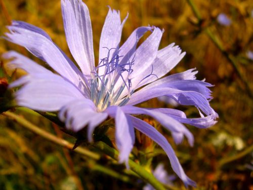 wildflower flower nature