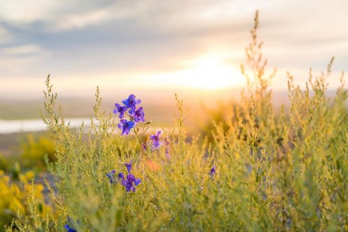 wildflower grass plant