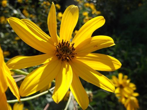 wildflower wild flower yellow