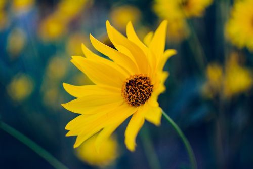wildflower daisy yellow
