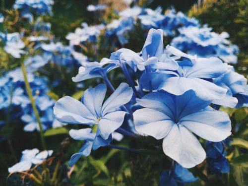 wildflower blossom flower