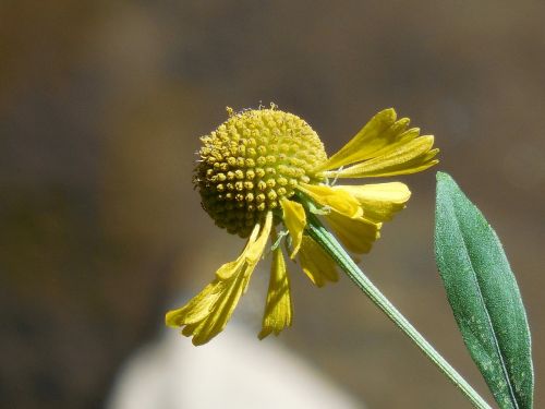 wildflower yellow nature