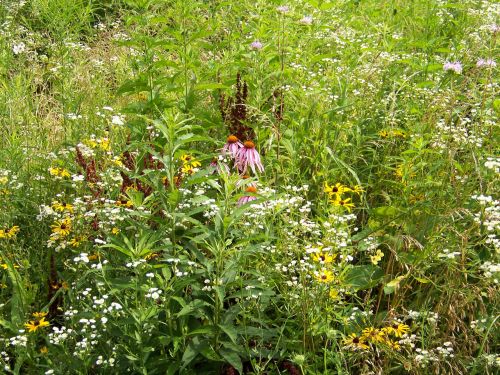 Wildflowers