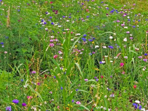 Wildflowers