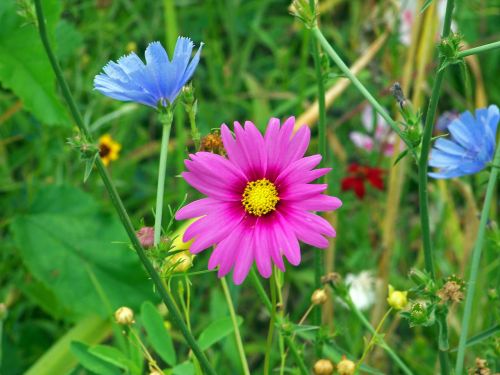 Wildflowers