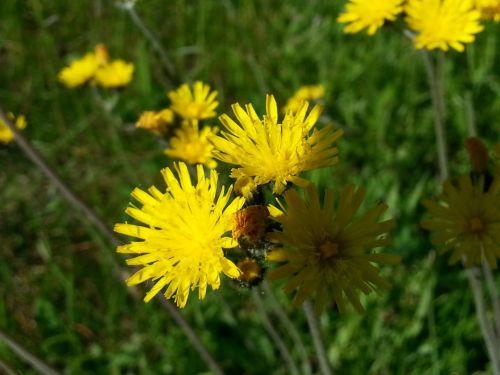 Wildflowers