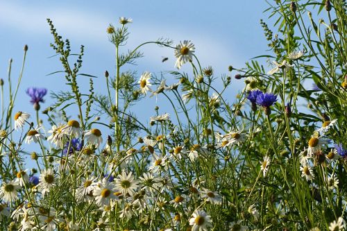 wildflowers wild flowers cornflowers