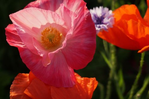 wildflowers poppies flowers