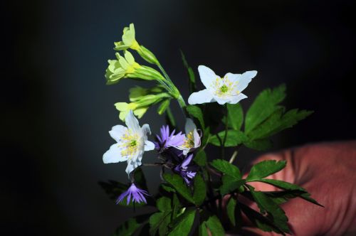 wildflowers flowers nature