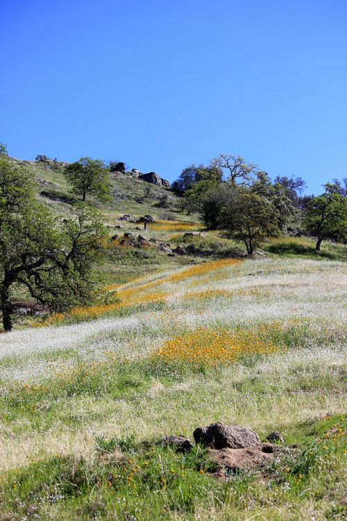 wildflowers blue sky oak