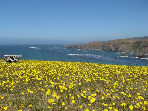 wildflowers pacific ocean coastline