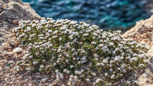 wildflowers edge cliff