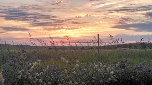 wildflowers prairie sunset