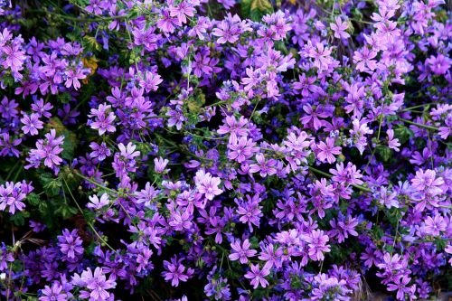 wildflowers purple violet