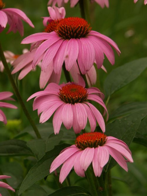 wildflowers bloom summer