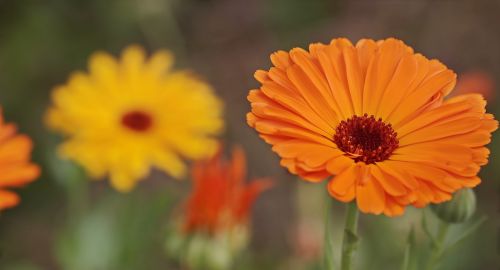 wildflowers orange flower yellow flower