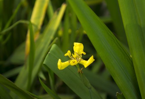 wildflowers yellow natural