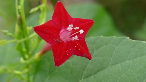 wildflowers flowers nature