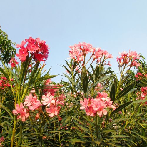 wildflowers dharwad flowers