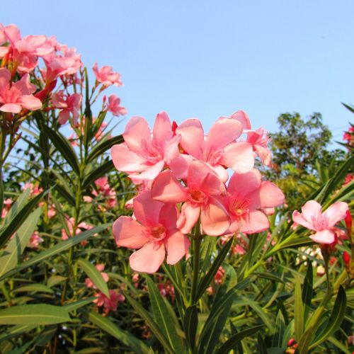 wildflowers dharwad flowers