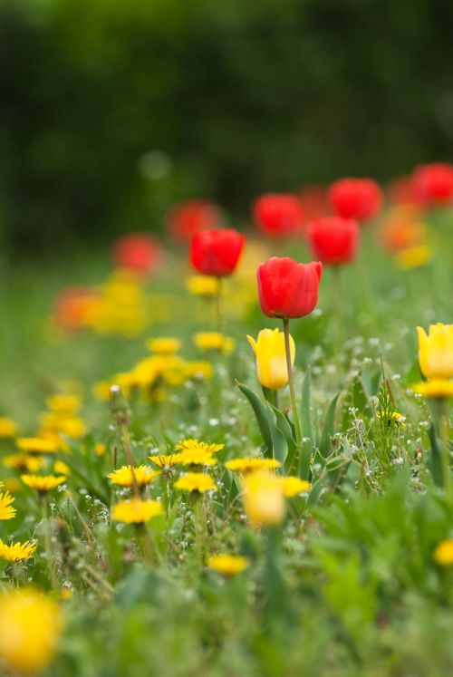 wildflowers tulips flowers