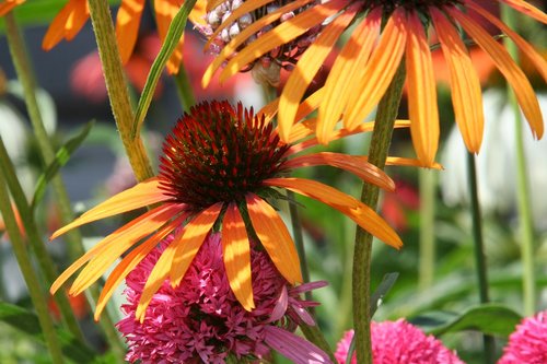 wildflowers  garden  flower