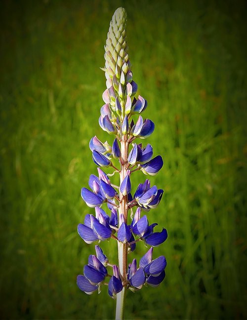 wildflowers  nature  meadow