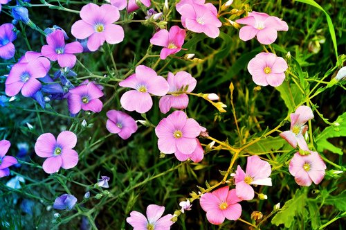 wildflowers  flower  spring