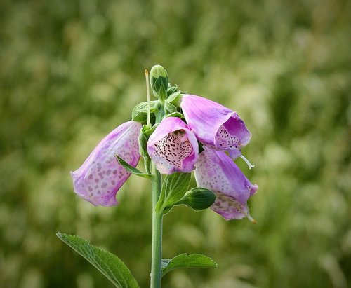 wildflowers  nature  spring