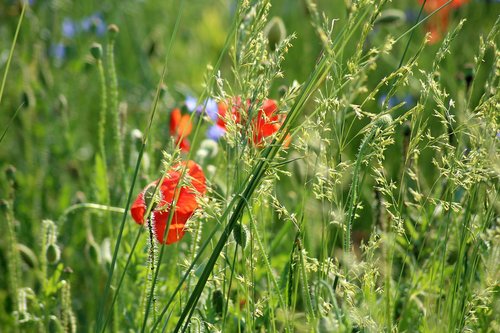 wildflowers  poppies  meadow