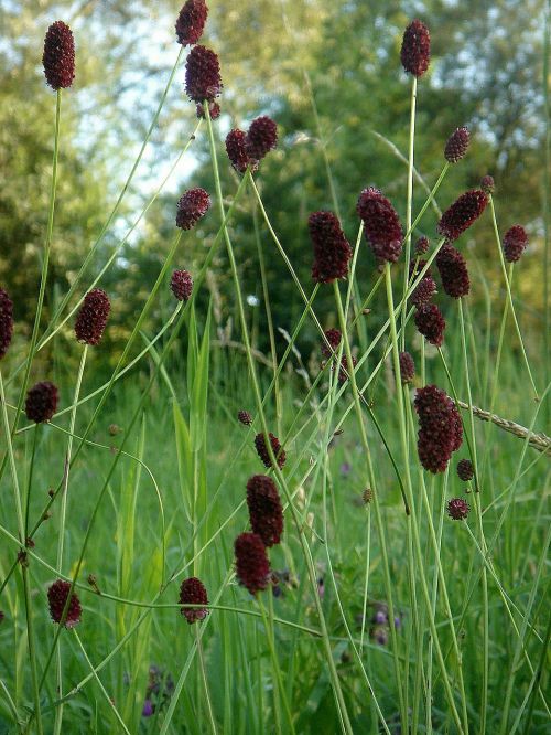 wildflowers in the grass spring