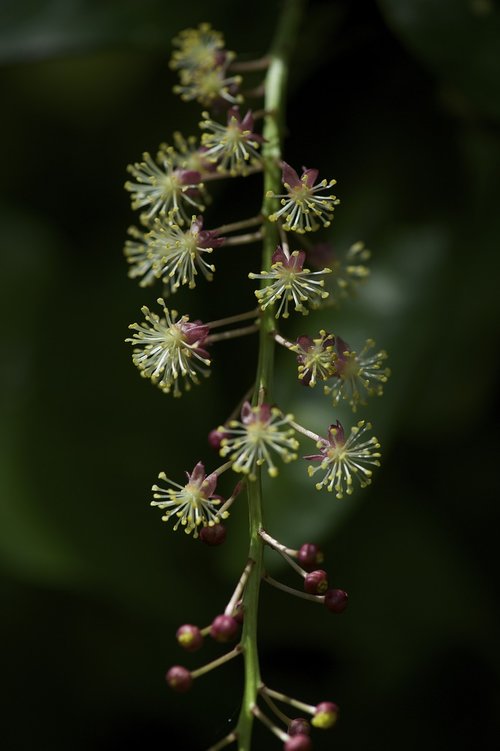 wildflowers  nature  plant