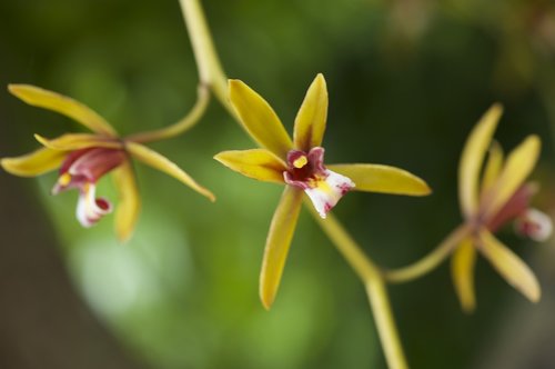 wildflowers  nature  plant