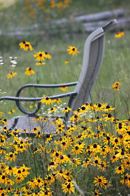 wildflowers daisies chair